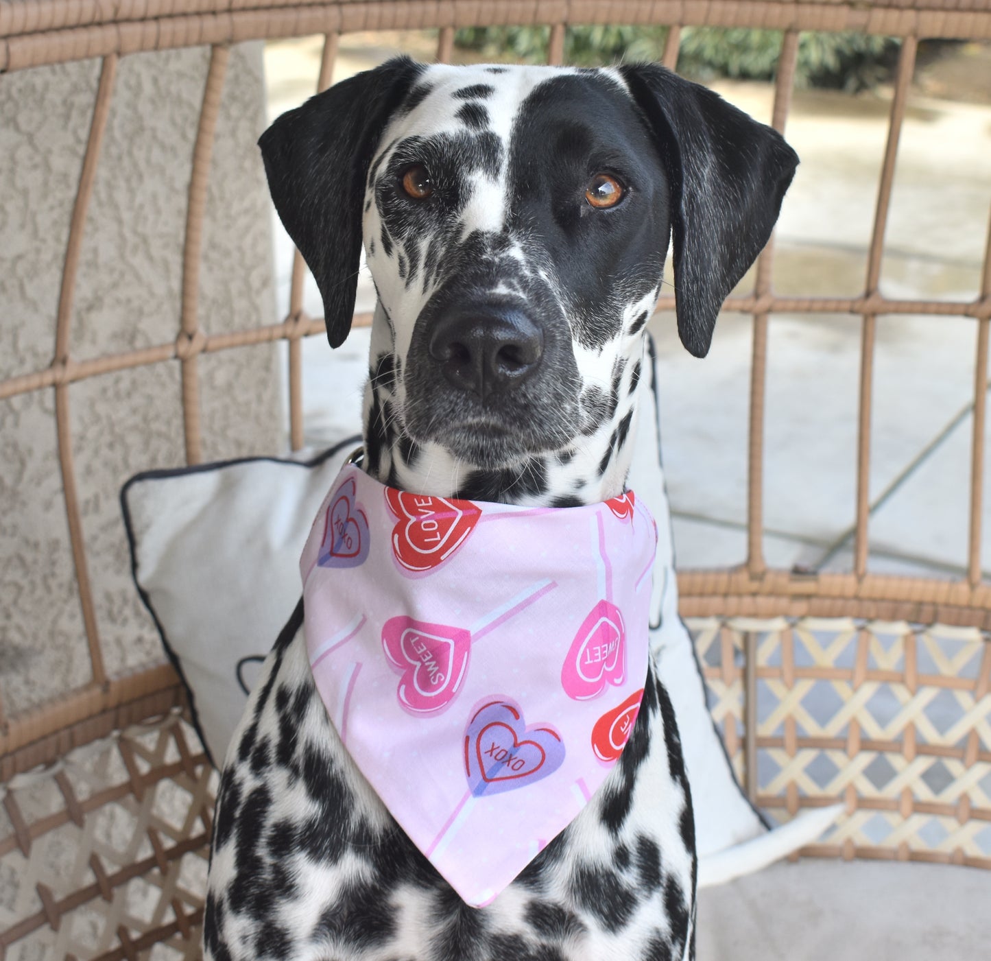 Lollipops & Love Slip Over the Collar Bandana