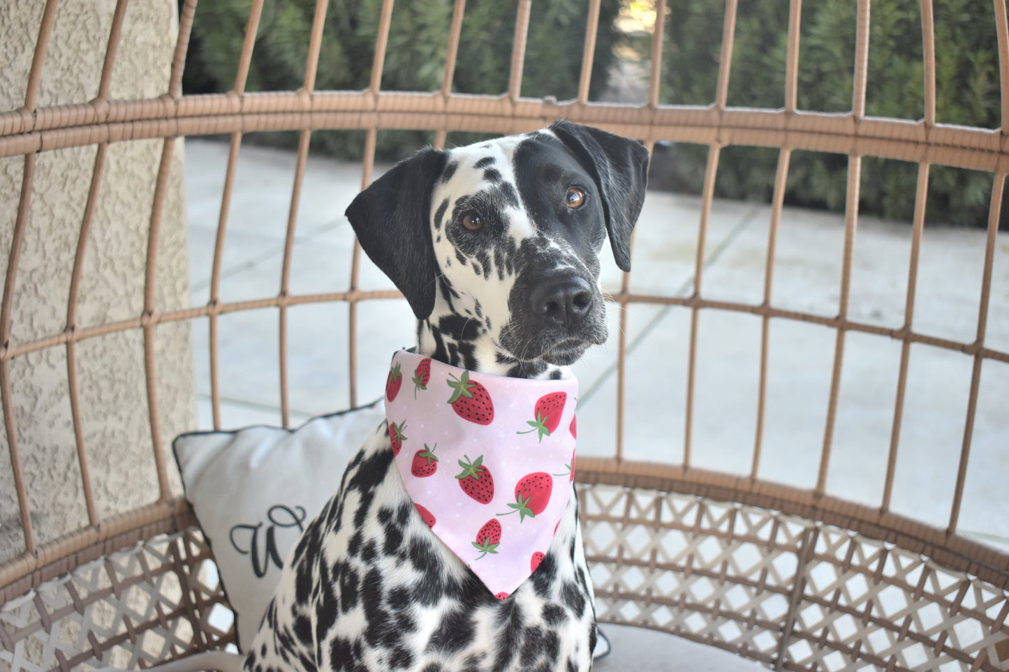 Strawberries & Cream Slip Over the Collar Bandana