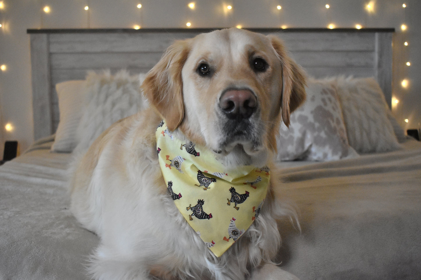 Little Chicken Slip Over the Collar Bandana