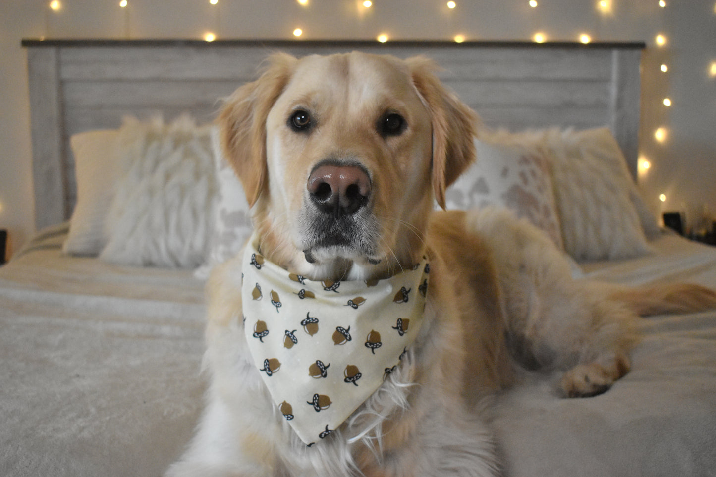 SQUIRREL! Slip Over the Collar Bandana