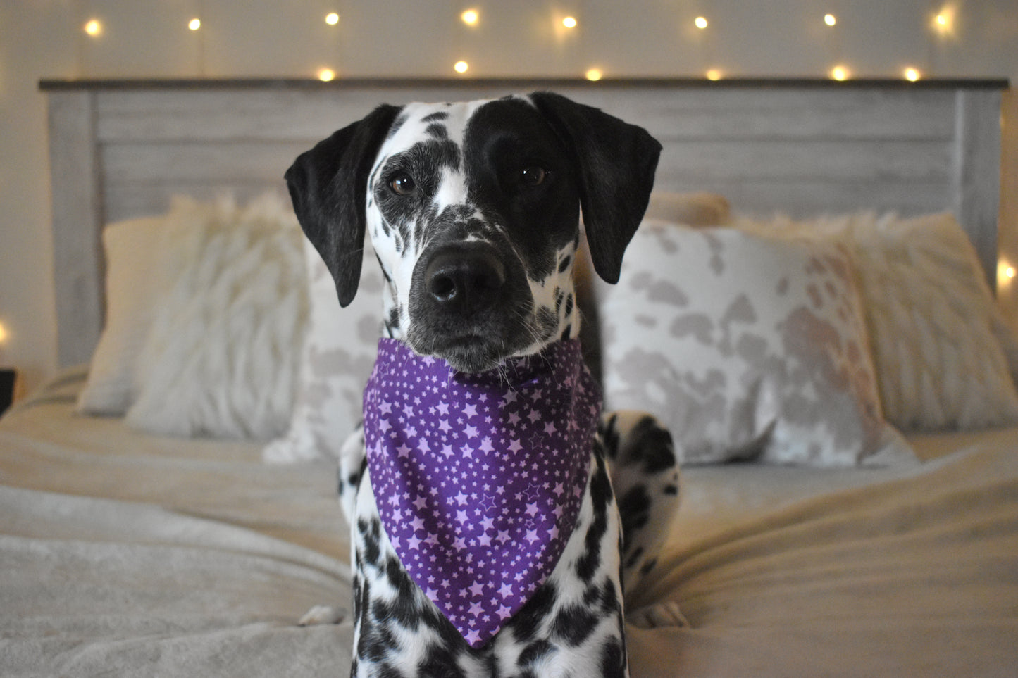 Purple Night Slip Over the Collar Bandana