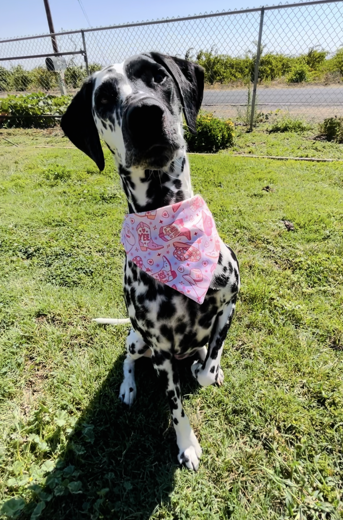 Let's Go Girls Slip Over the Collar Bandana