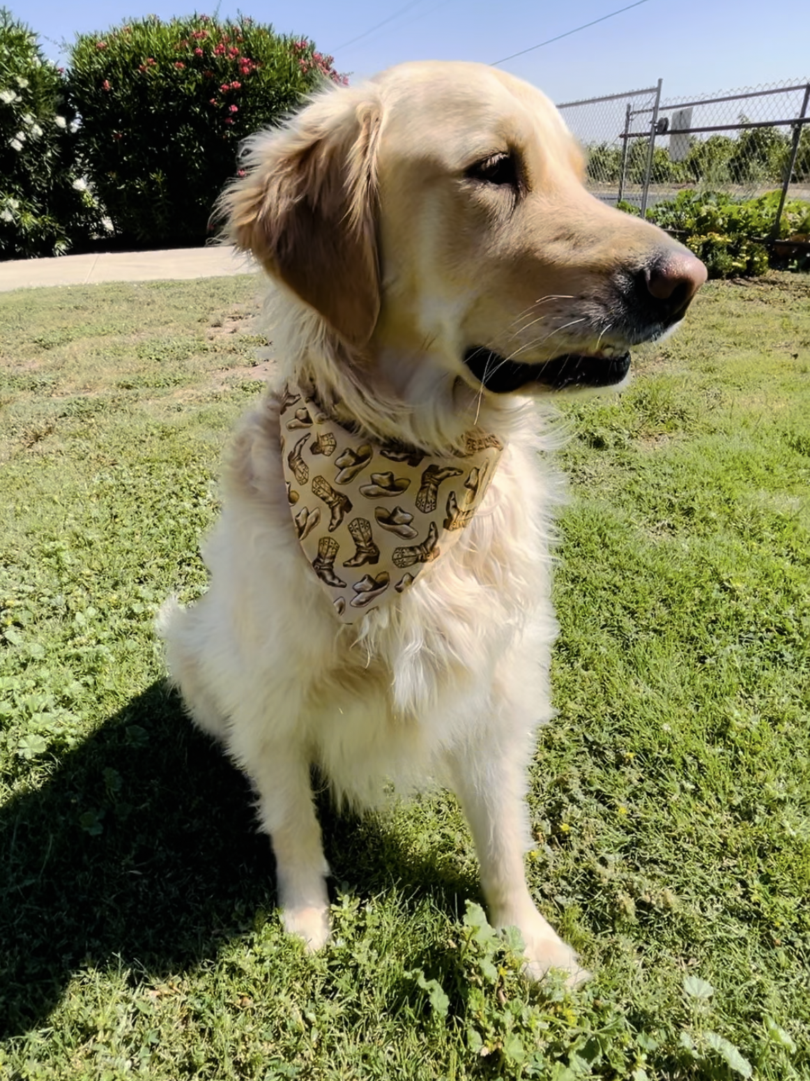 Boot Scootin' Slip Over the Collar Bandana