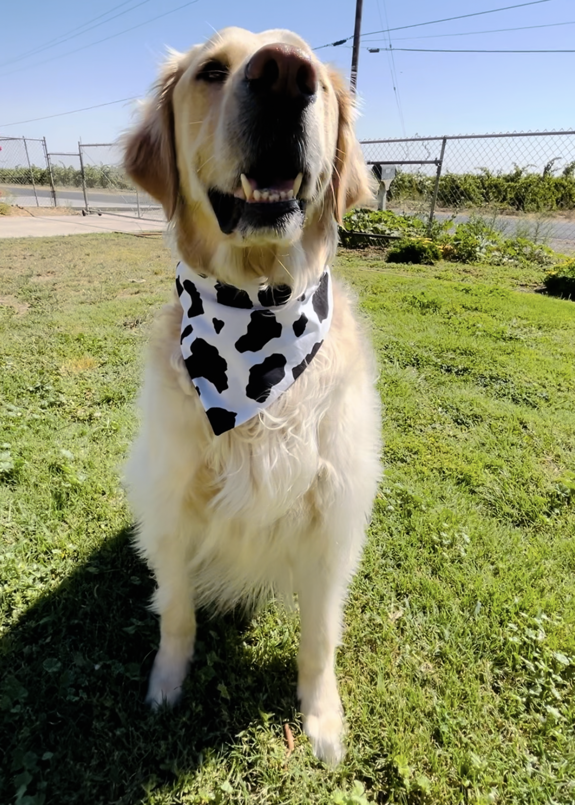 Til' the Cows Come Home Slip Over the Collar Bandana