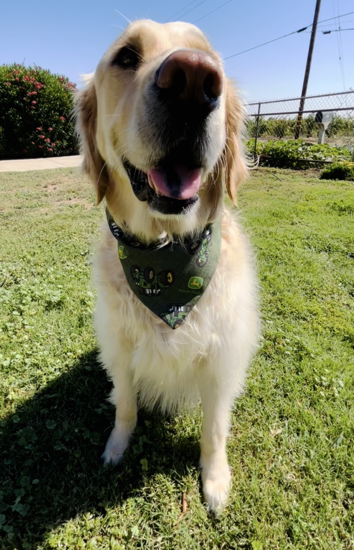 Big Green Tractor Slip Over the Collar Bandana