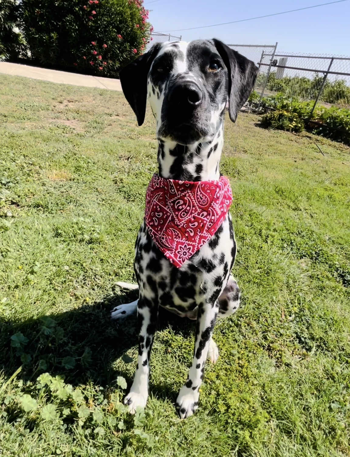 Red Dirt Road Slip Over the Collar Bandana