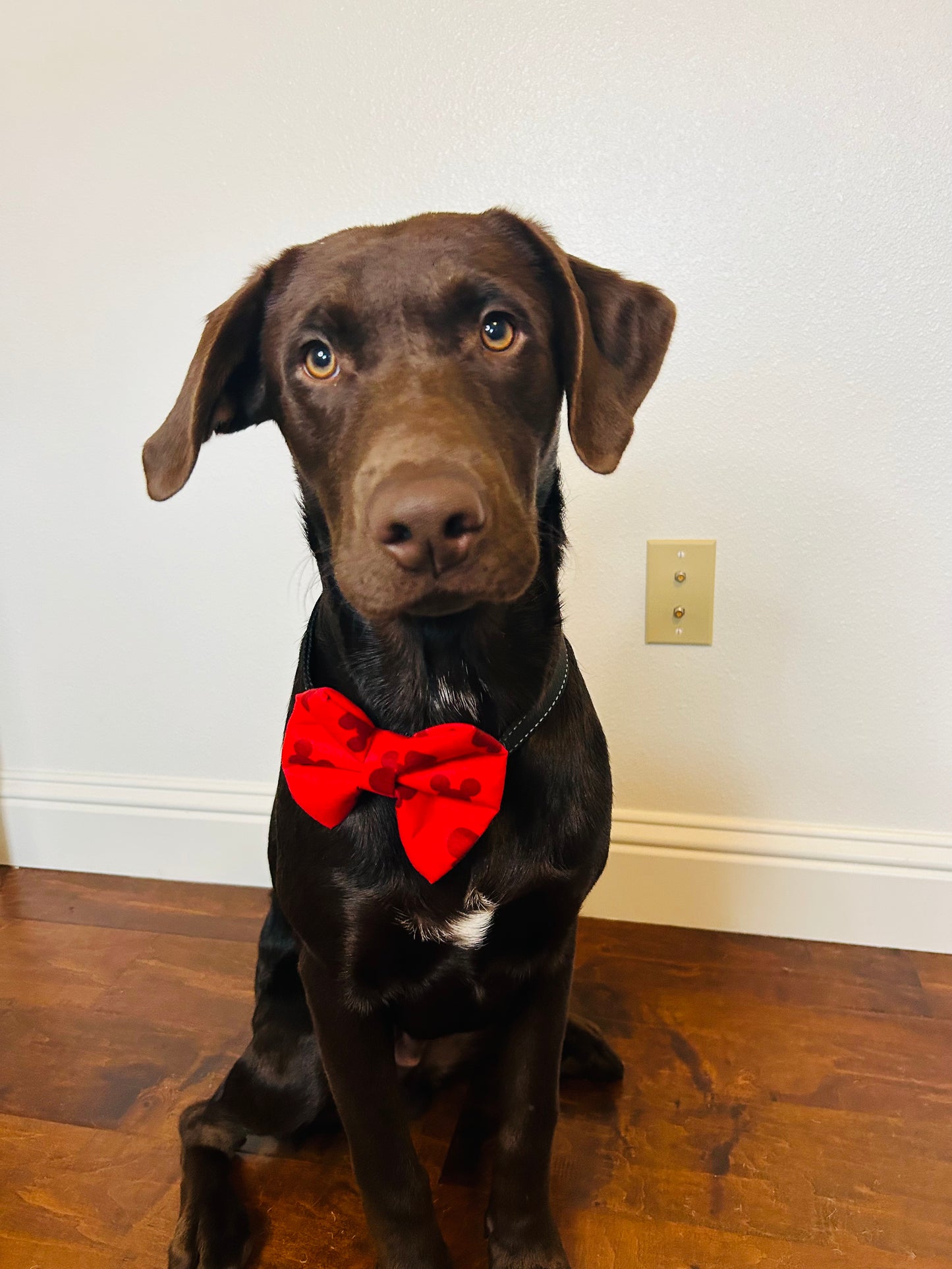 Meeska Mouska Slip Over the Collar Bow Tie