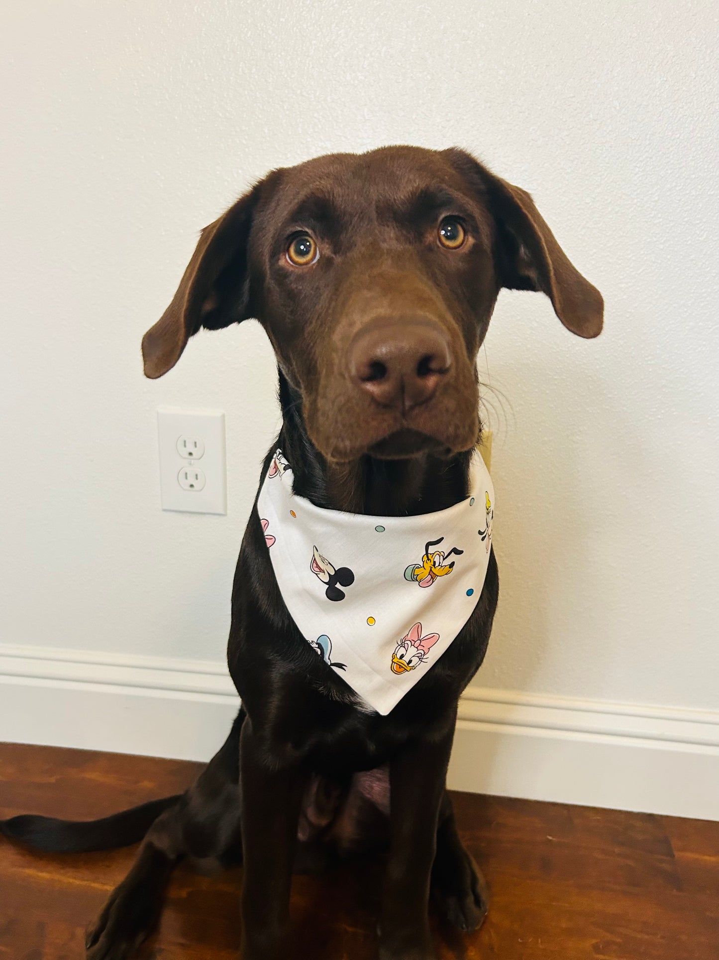 The Originals Slip Over the Collar Bandana