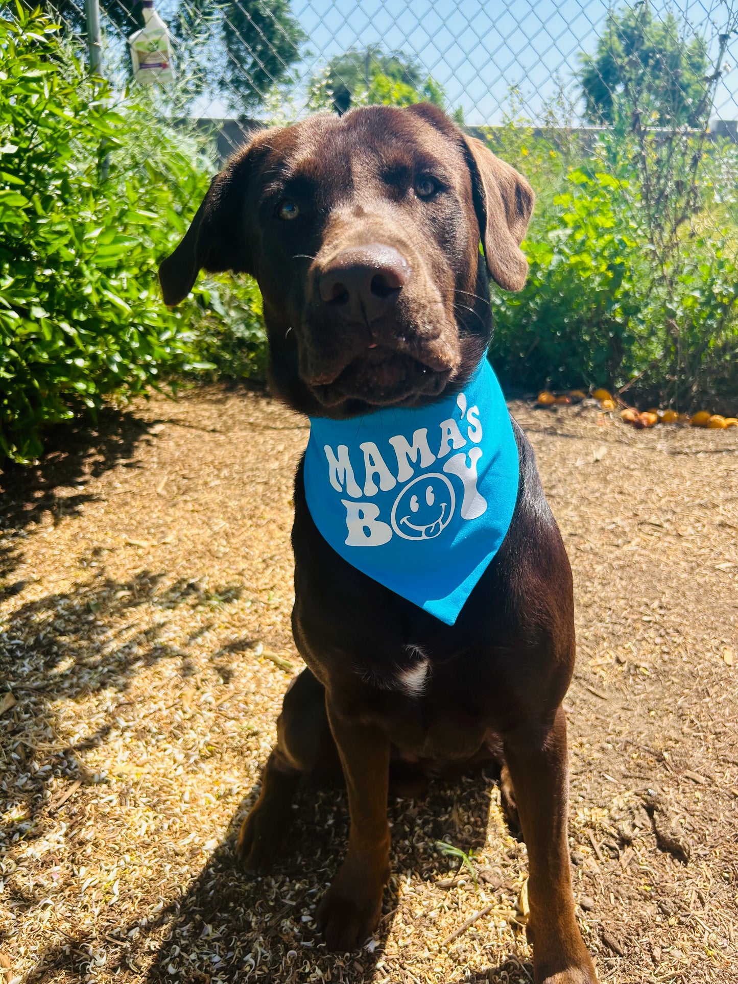 Mama's Boy Scrunchie Bandana