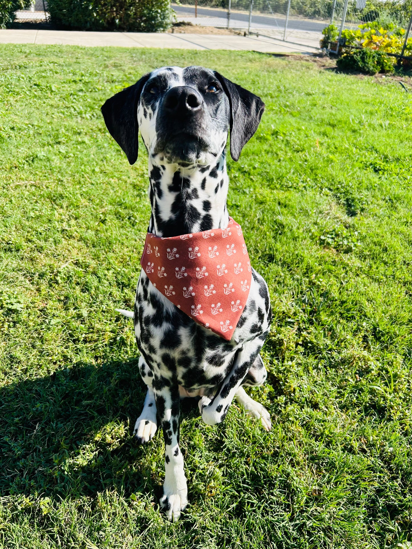 Autumn Girl Slip Over the Collar Bandana