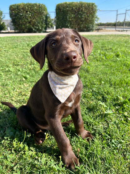 Easy As Pumpkin Pie Slip Over the Collar Bandana