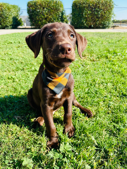 Welcome To the Pumpkin Patch Slip Over the Collar Bandana