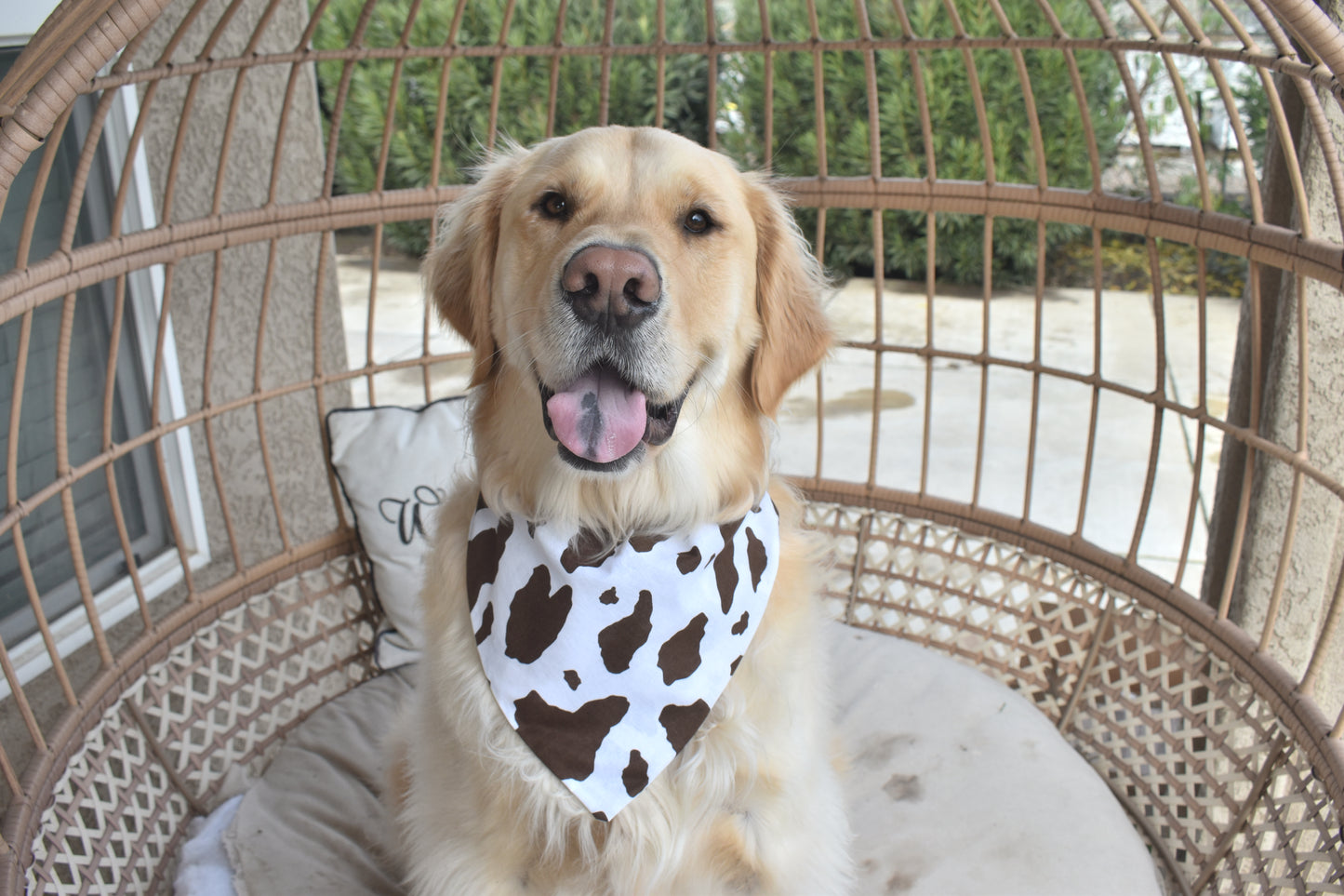 Booty Rockin' Cowboy Slip Over the Collar Bandana