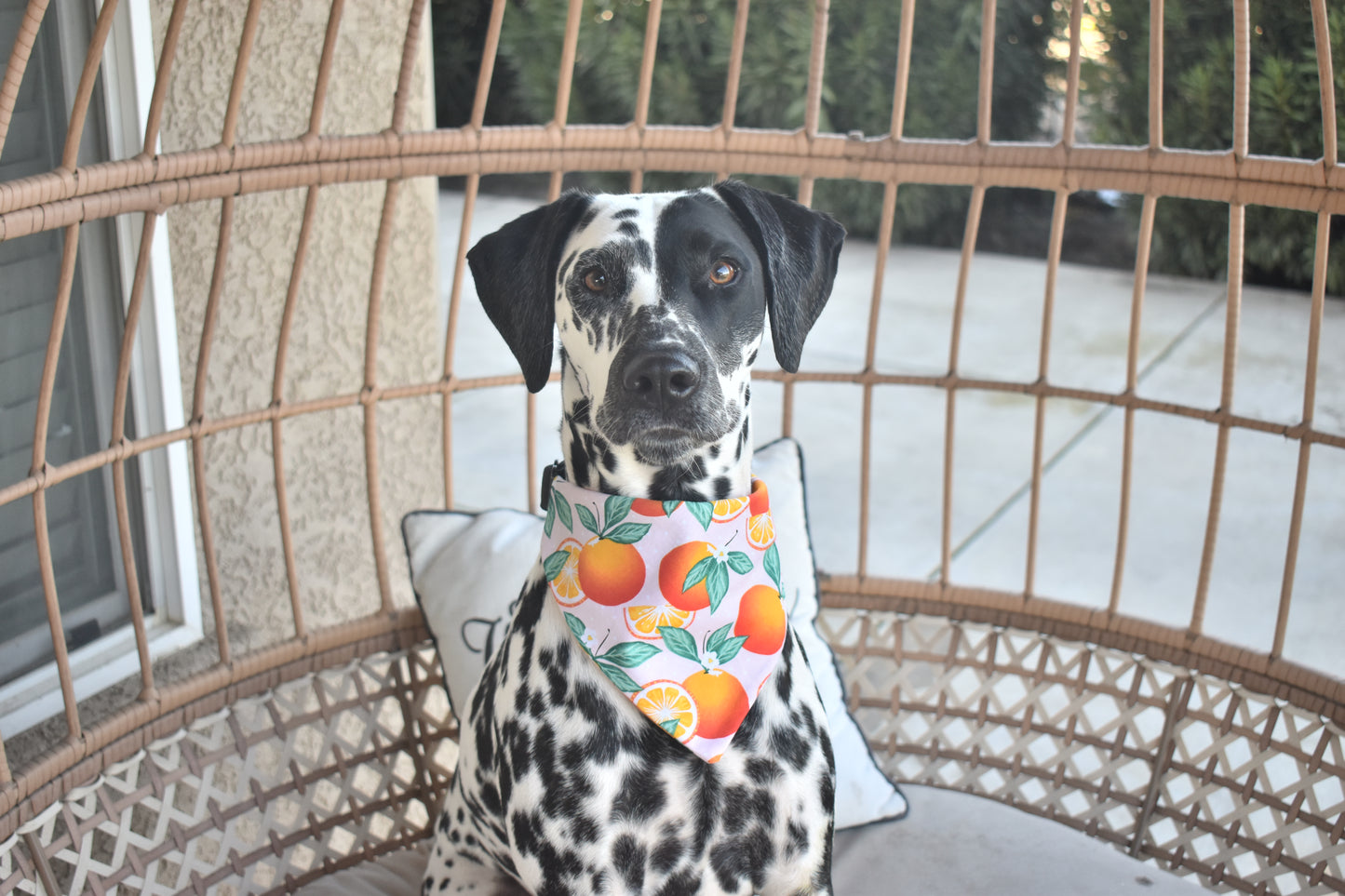 Cutie Pie Slip Over the Collar Bandana