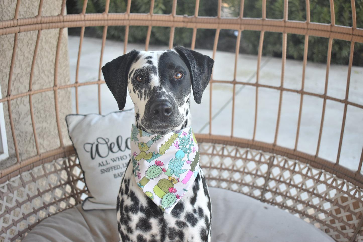 Lookin' Sharp Slip Over the Collar Bandana