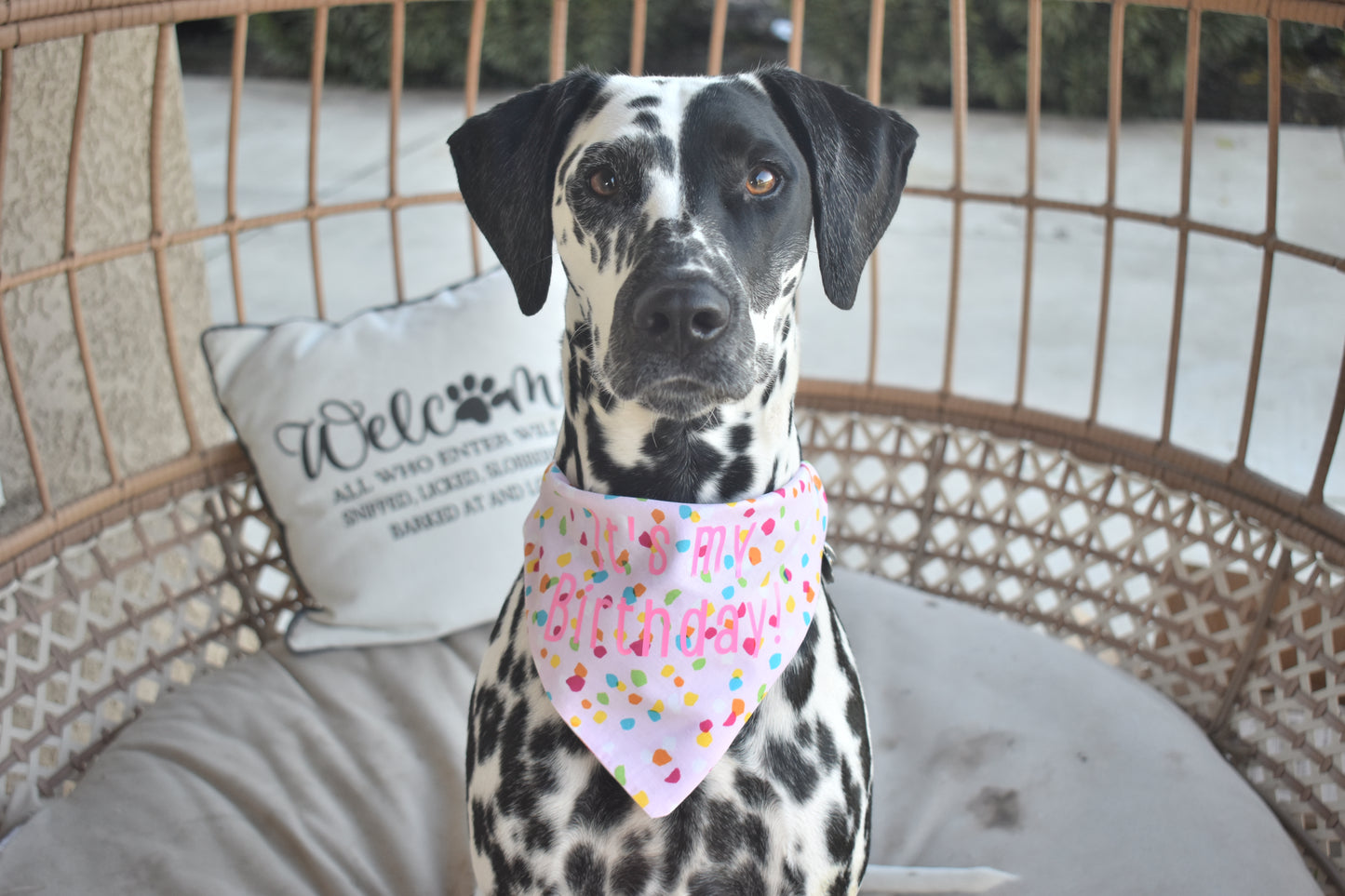 Birthday Girl Slip Over the Collar Bandana