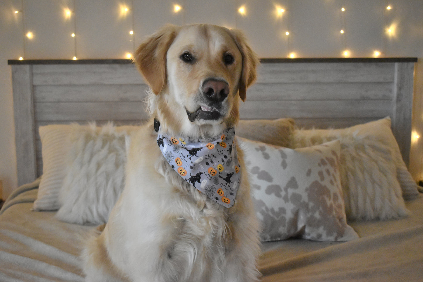 Witches, Ghosts, and Pumpkins Oh My! Slip Over the Collar Bandana