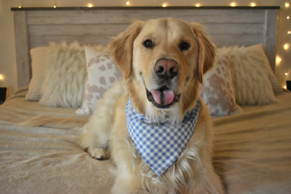 Certified Good Boy Slip Over the Collar Bandana