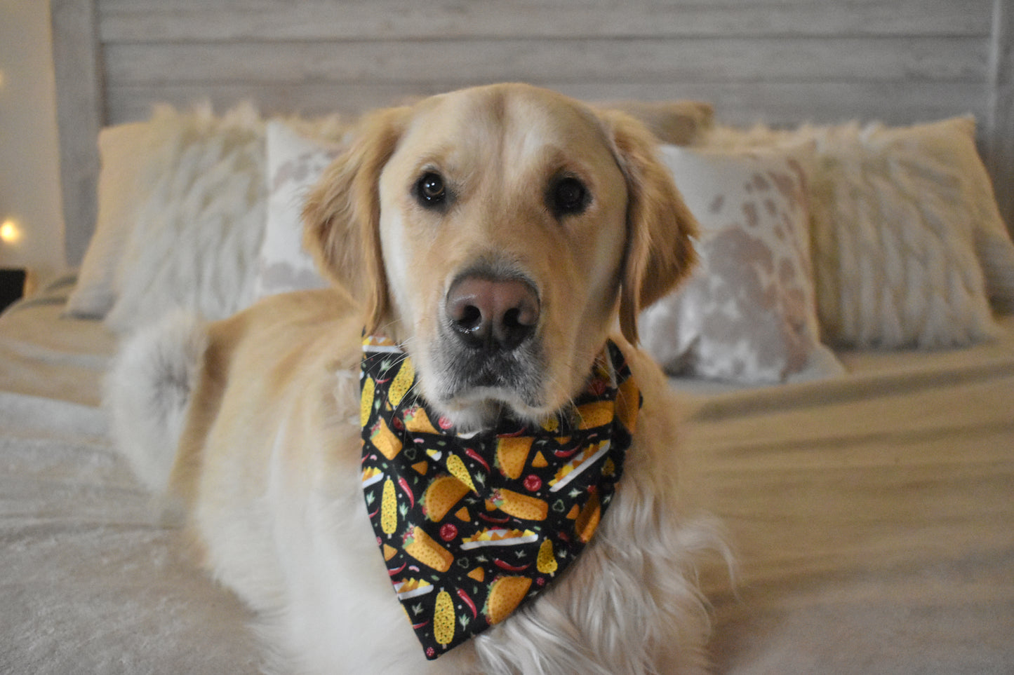 Girl Dinner Slip Over the Collar Bandana