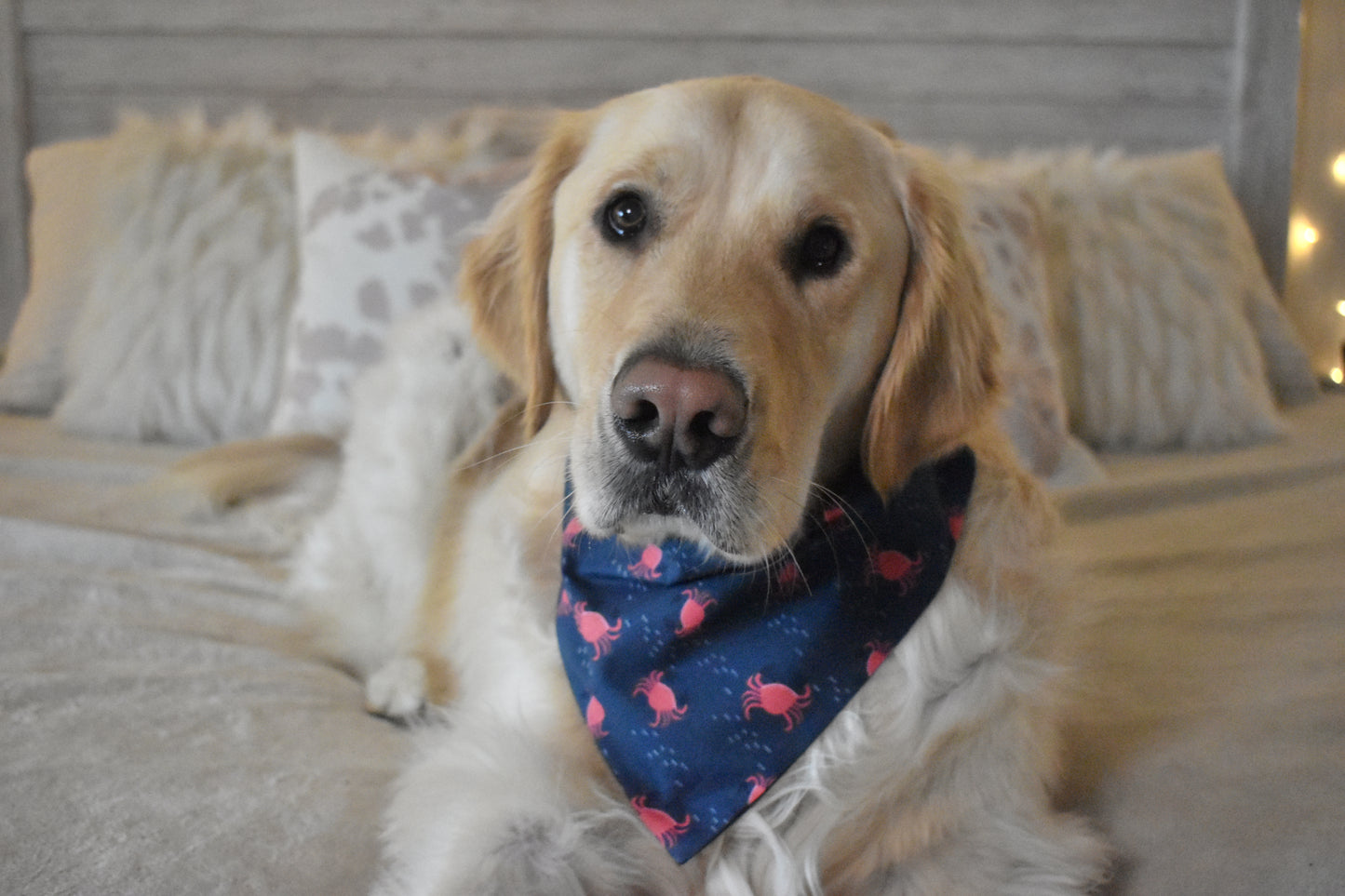 Feelin' Crabby Slip Over the Collar Bandana