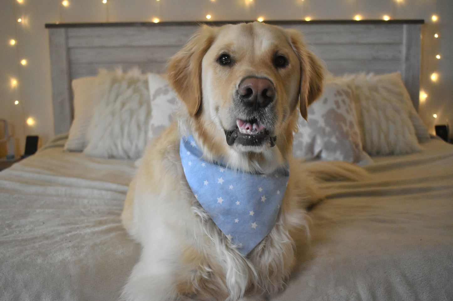 Starry Night Slip Over the Collar Bandana