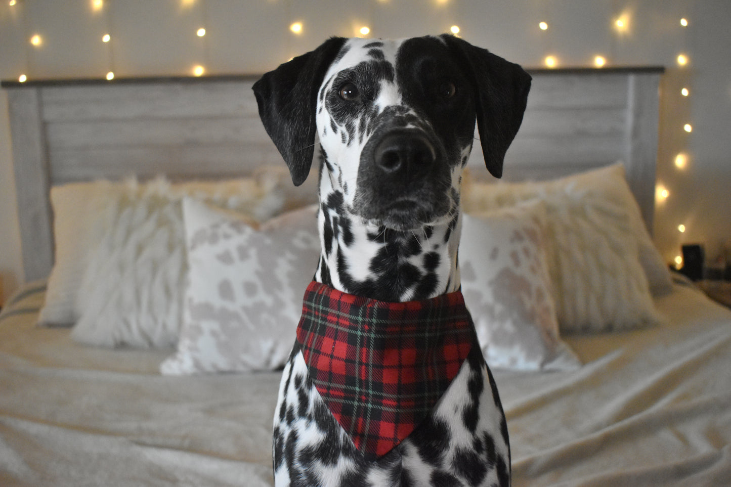 Have a Holly Jolly Christmas Slip Over The Collar Bandana