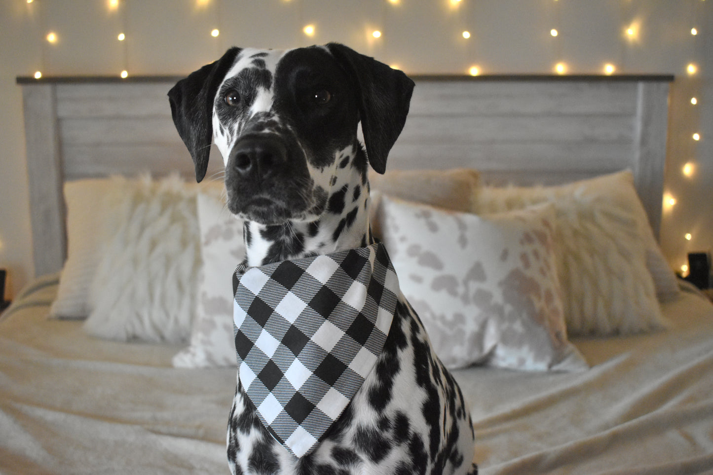 I Saw Mommy Kissing Santa Paws Slip Over the Collar Bandana