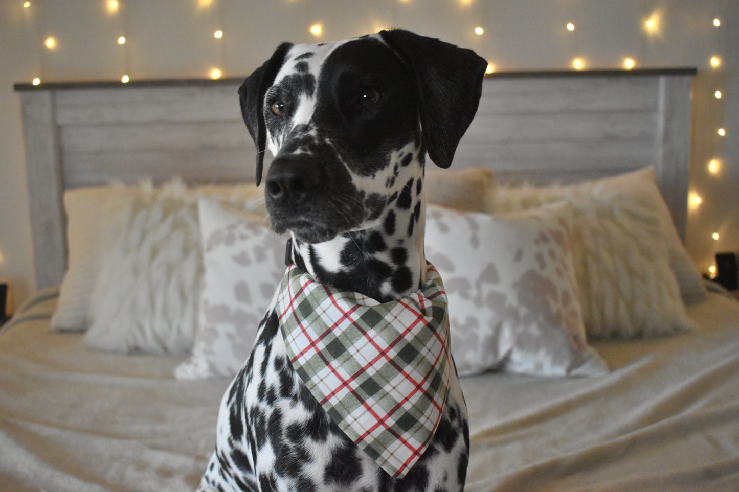 Beginning To Look A Lot Like Christmas Slip Over the Collar Bandana