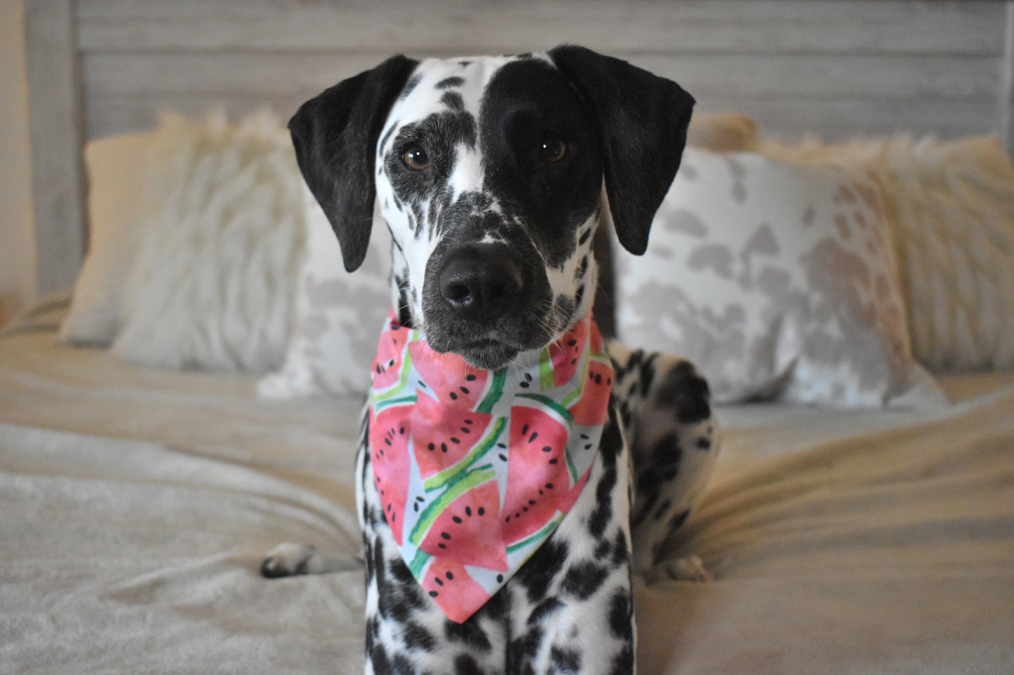 Have A Slice Slip Over The Collar Bandana