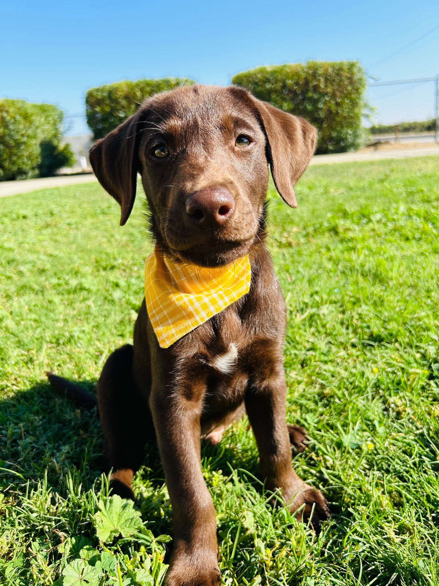 Cornbread and Biscuits Slip Over the Collar Bandana