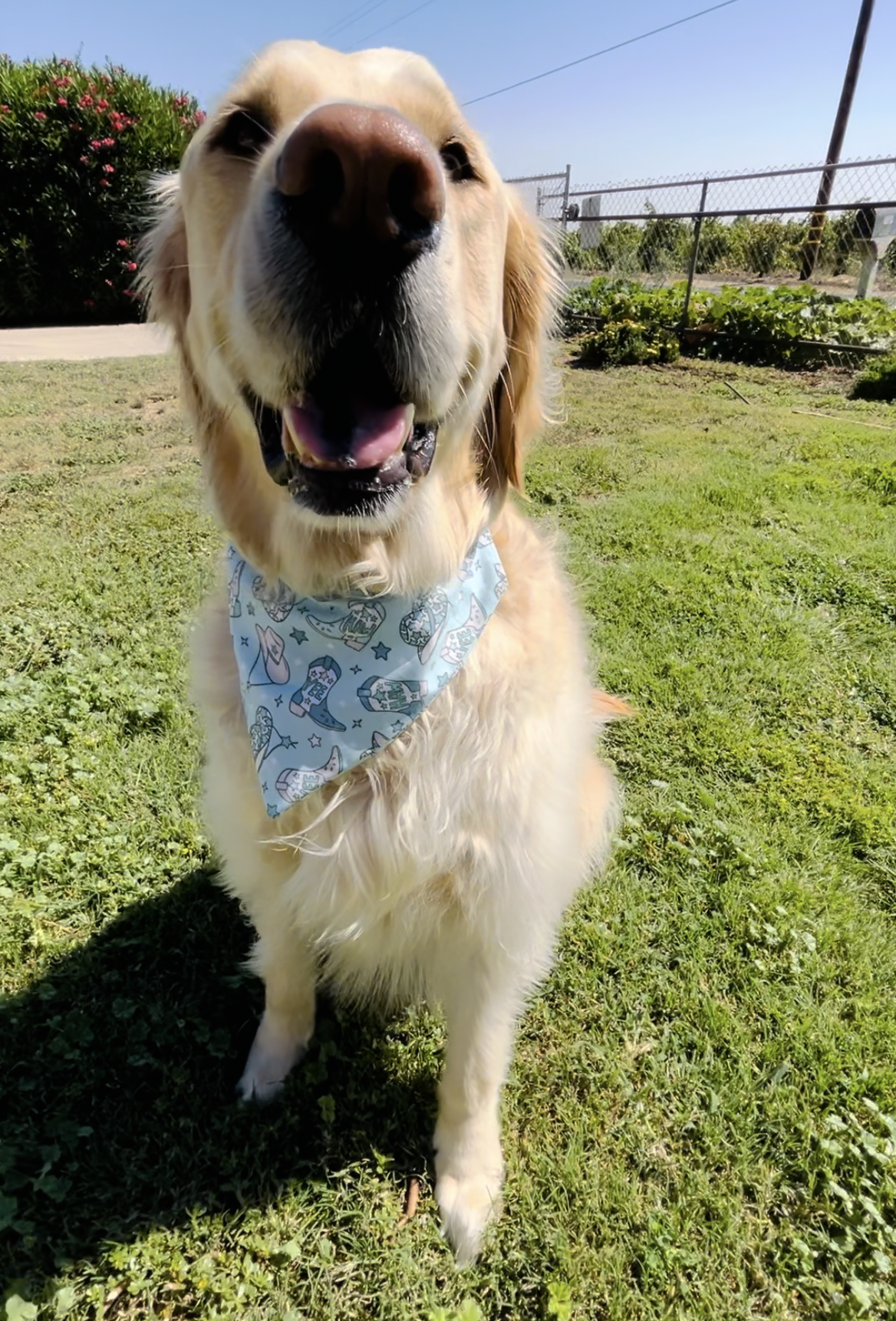 Neon Moon Slip Over the Collar Bandana