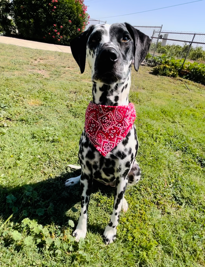 Red Dirt Road Slip Over the Collar Bandana