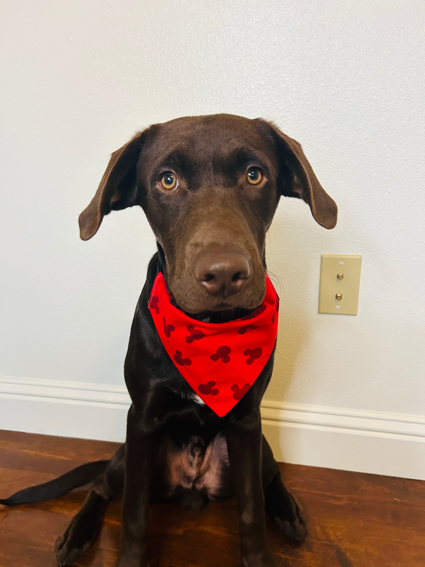 Meeska Mouska Slip Over the Collar Bandana