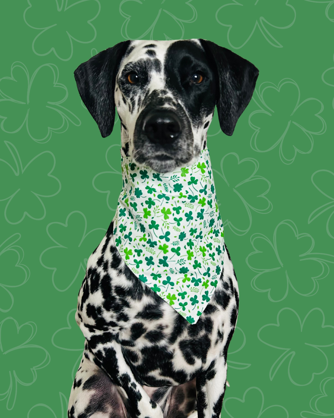 Rub My Belly for Good Luck Reversible Scrunchie Bandana